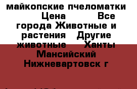  майкопские пчеломатки F-1  › Цена ­ 800 - Все города Животные и растения » Другие животные   . Ханты-Мансийский,Нижневартовск г.